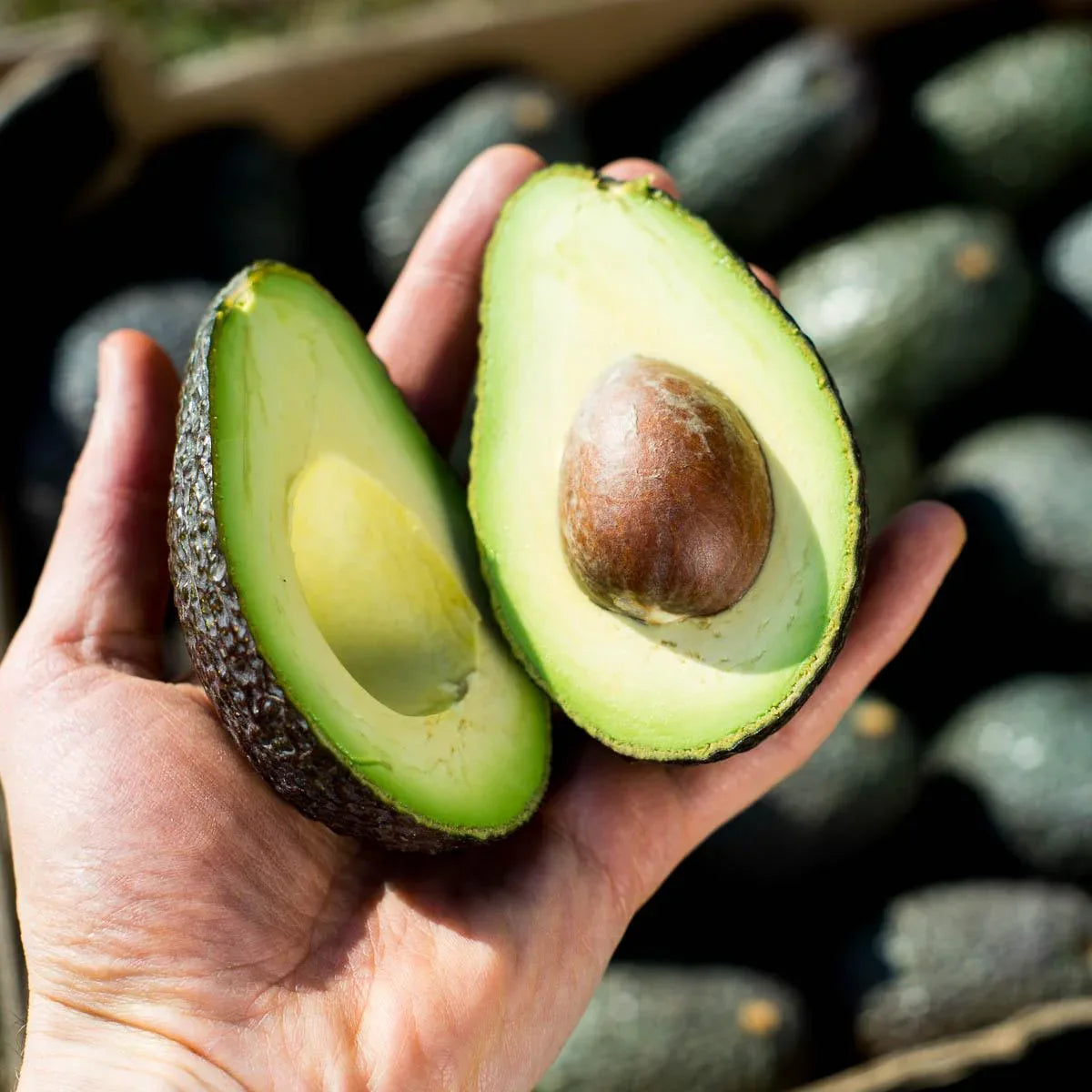 Avocados