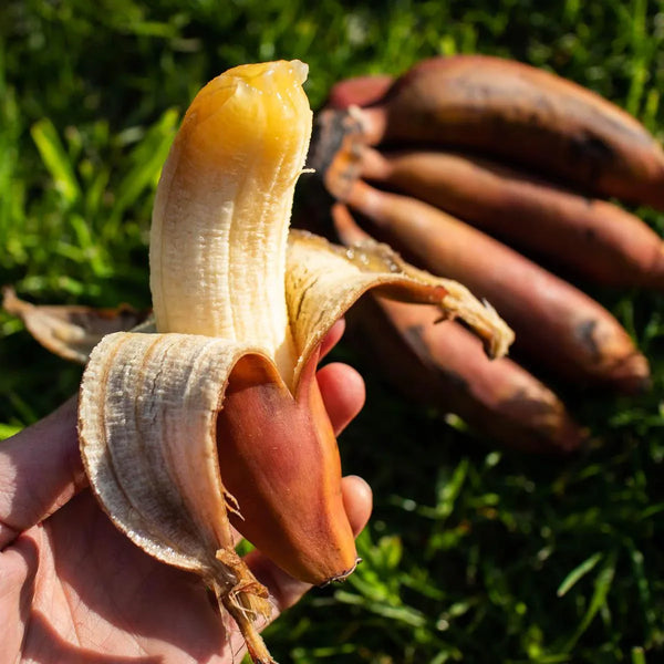 Banane Rosa