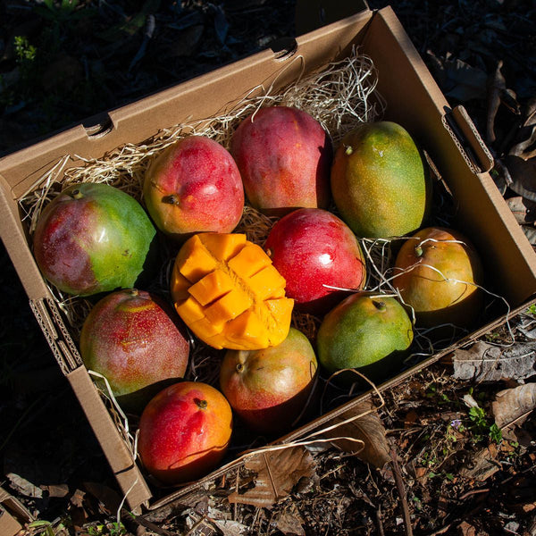 Mango Kent