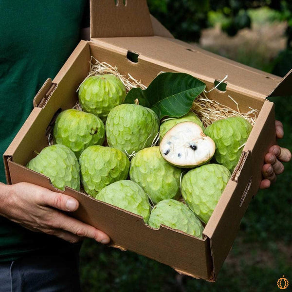 Cherimoya