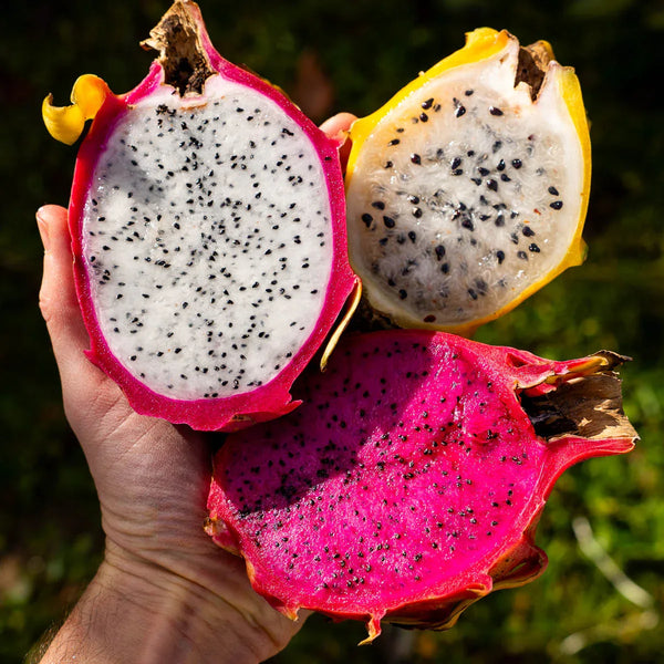 Drachenfrucht (Pitaya) Mix Box
