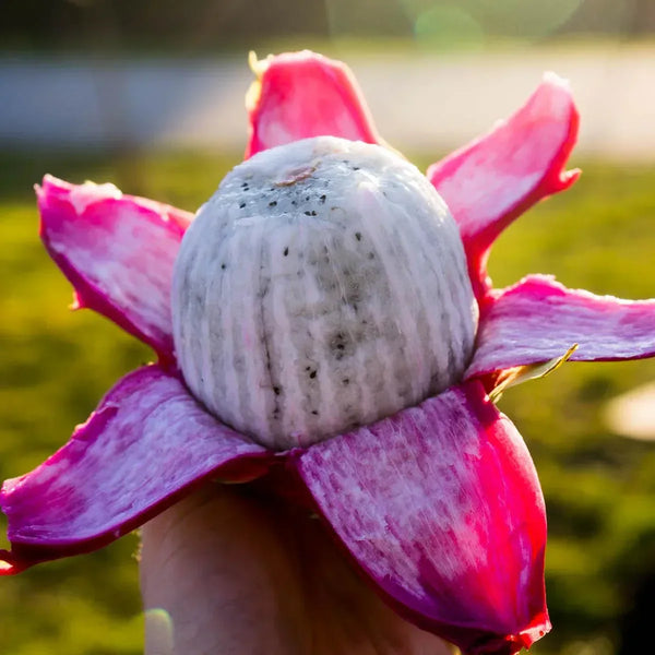 Drachenfrucht (Pitaya) weiß