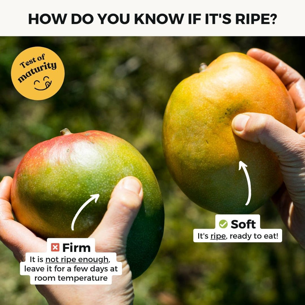 Mango Kent