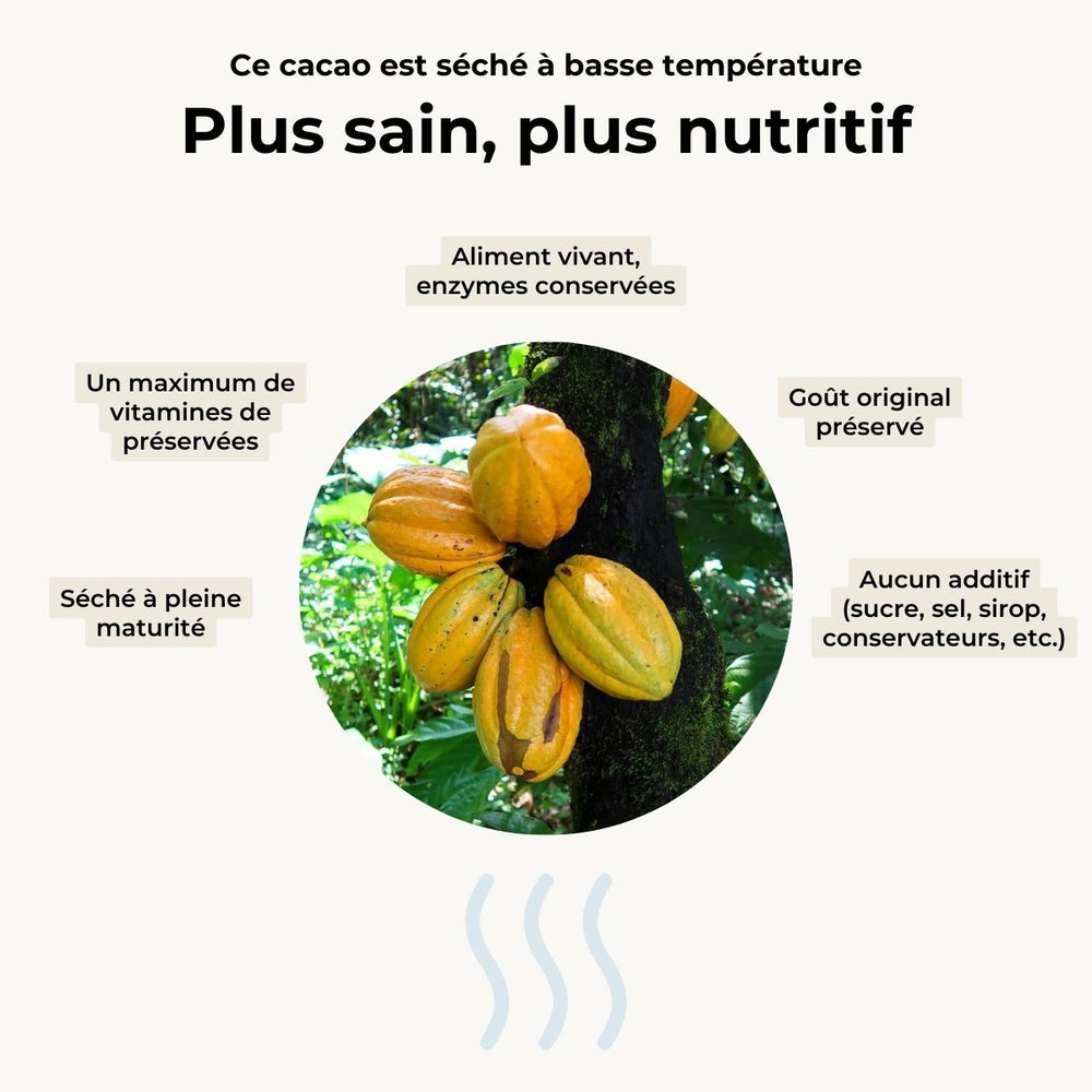 Fèves de cacao avec pulpe séchées
