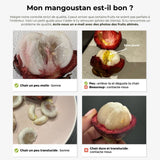 Mangoustan