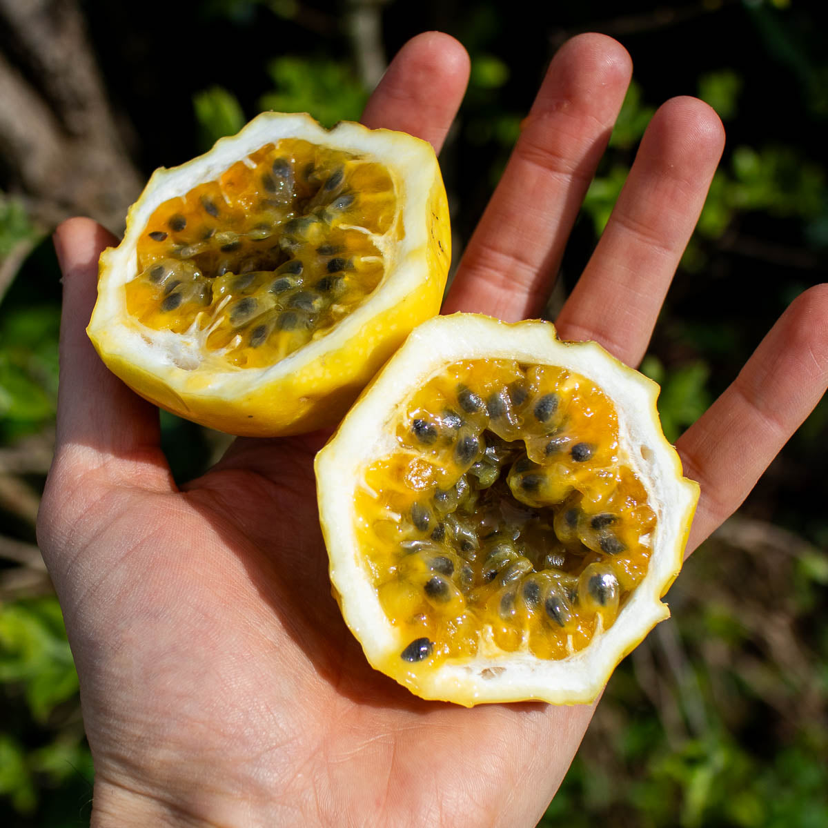 Gelbe Passionsfrucht (Süße Maracuja)