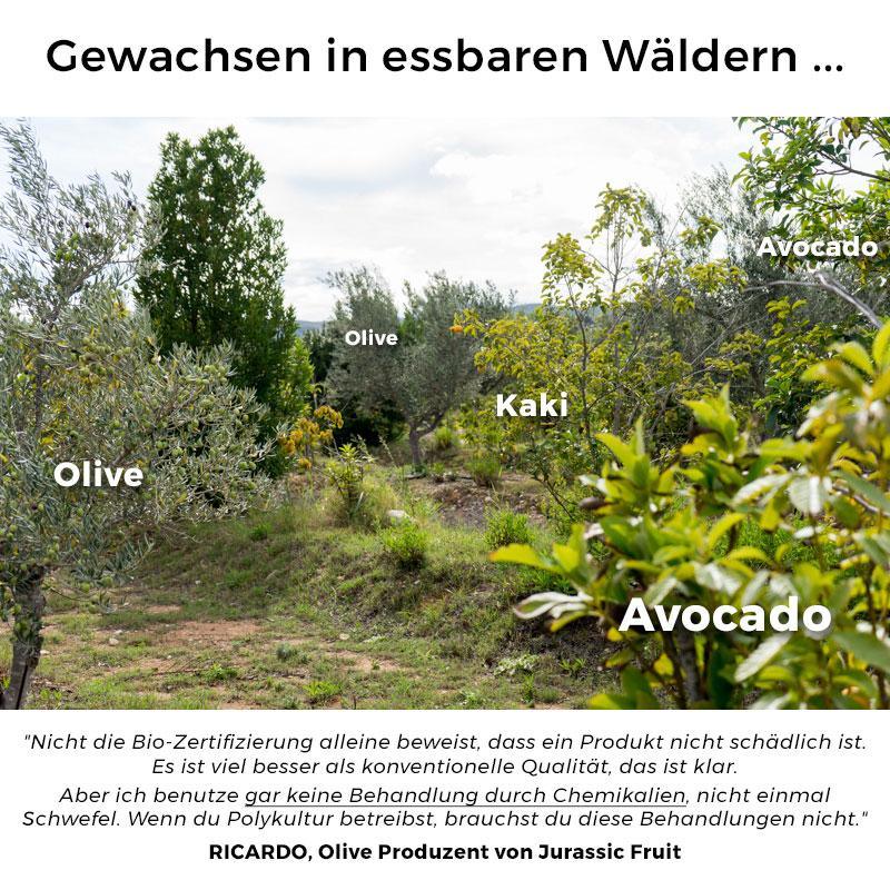 Oliven Terrano frisch