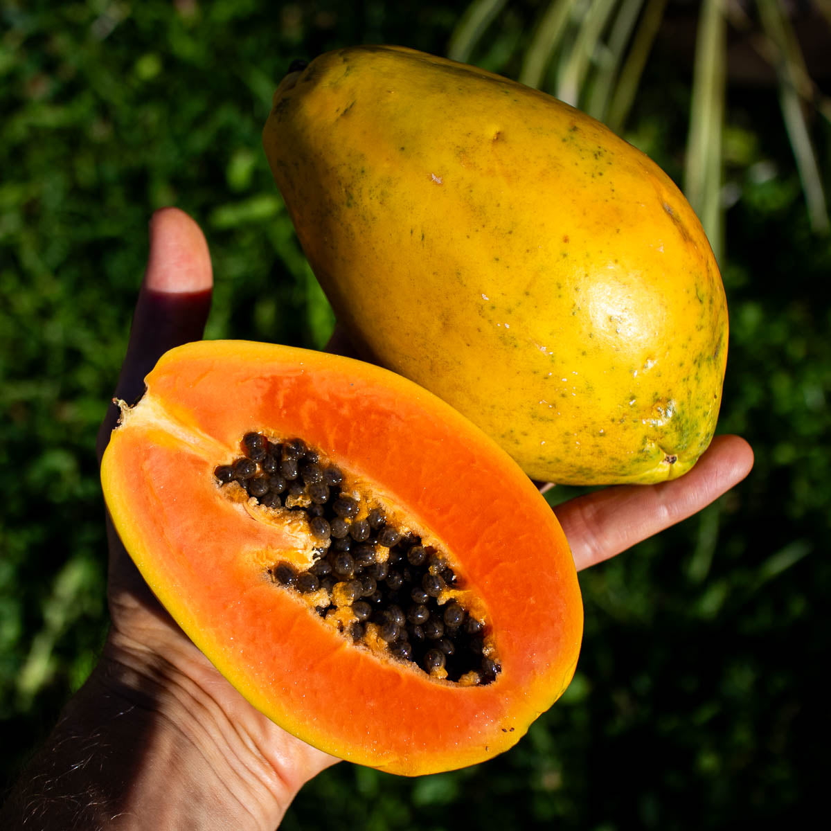 Papaya