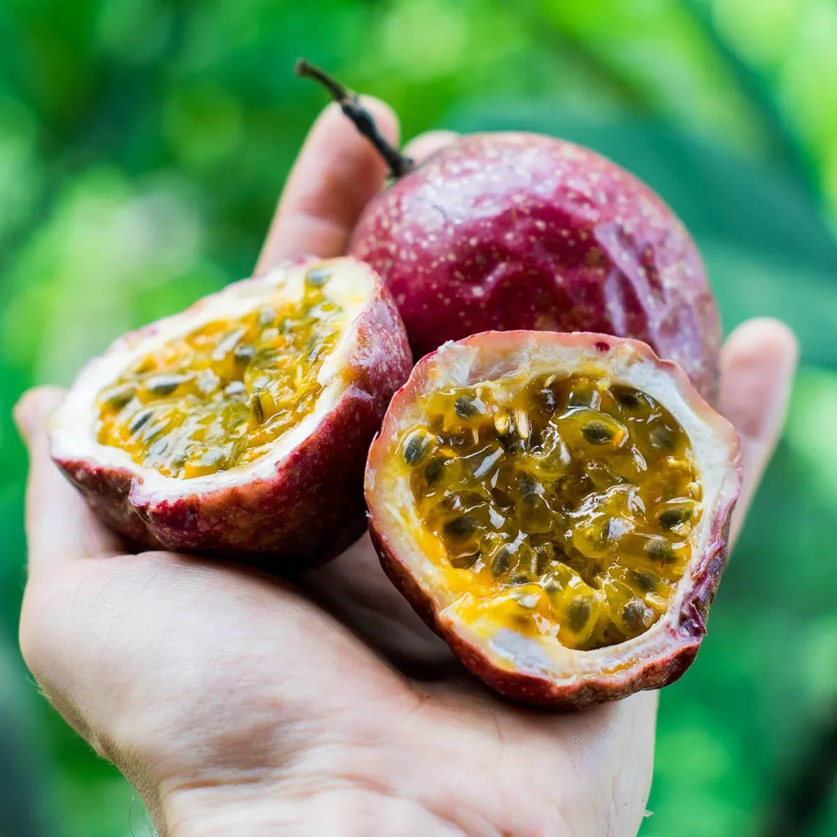 Lila Passionsfrucht (Maracuja)