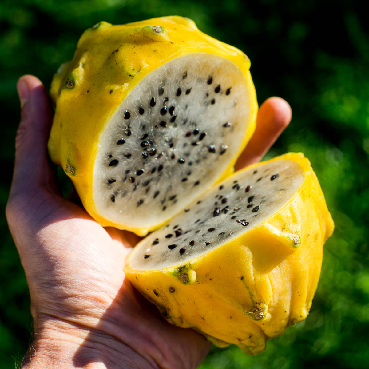 Gelbe süße Drachenfrucht
