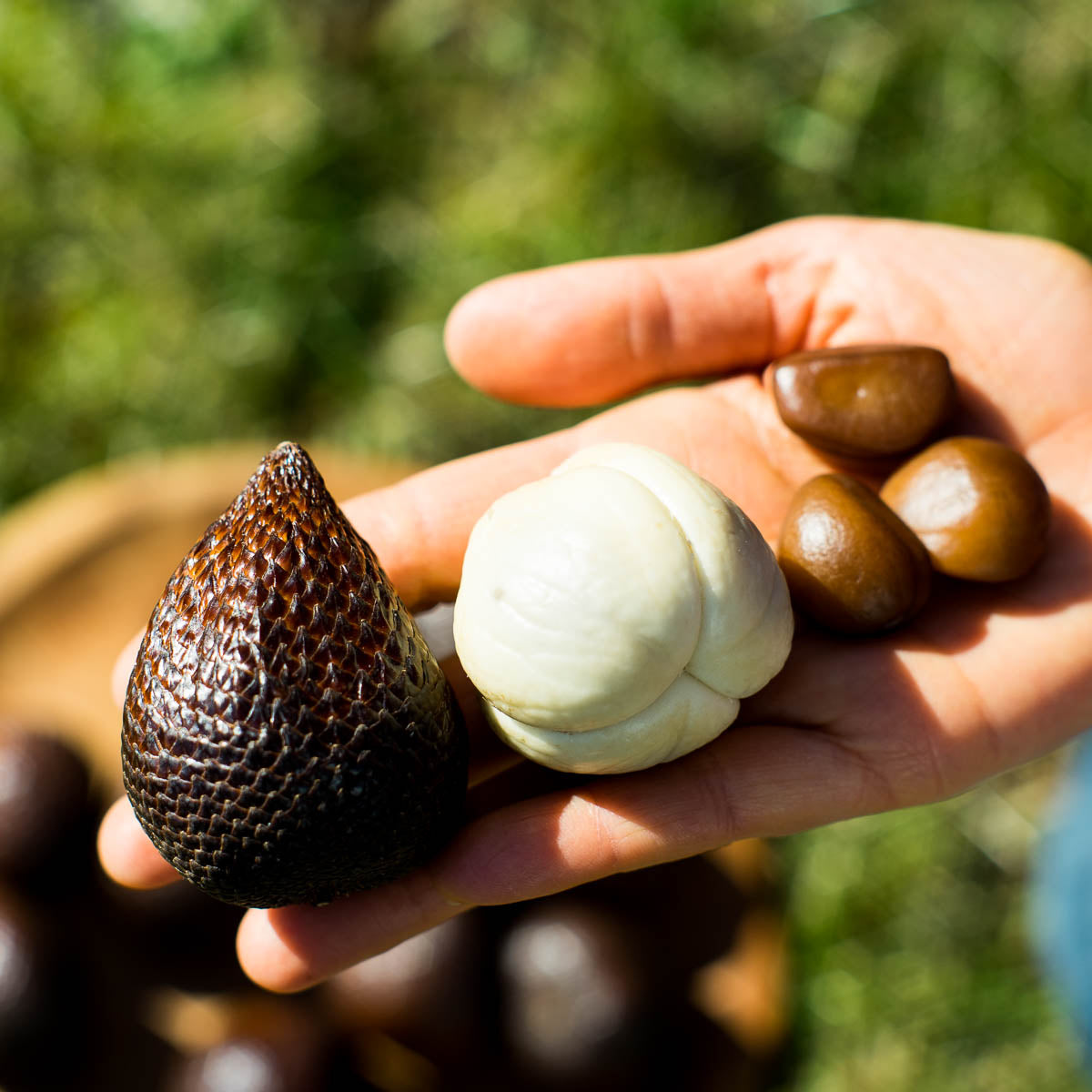 Salak Honey (Schlangenfrucht)